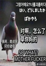 笨蛋小猫会成为社畜吗